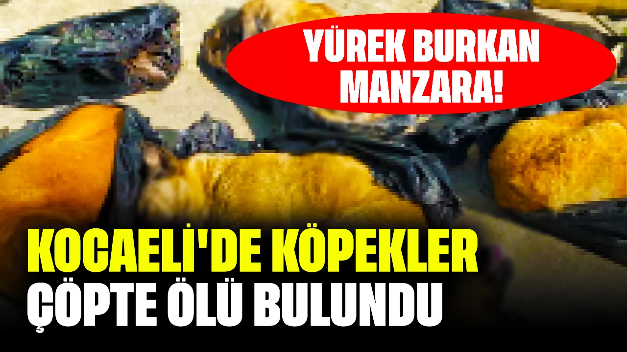 Yürek Burkan Manzara! Kocaeli'de Köpekler Çöpte Ölü Bulundu