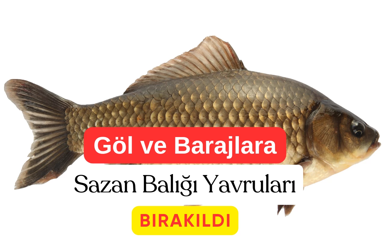 Muş Göl ve Barajlarına 4 Milyon Sazan Yavrusu Bırakıldı: Ekonomiye Can Suyu