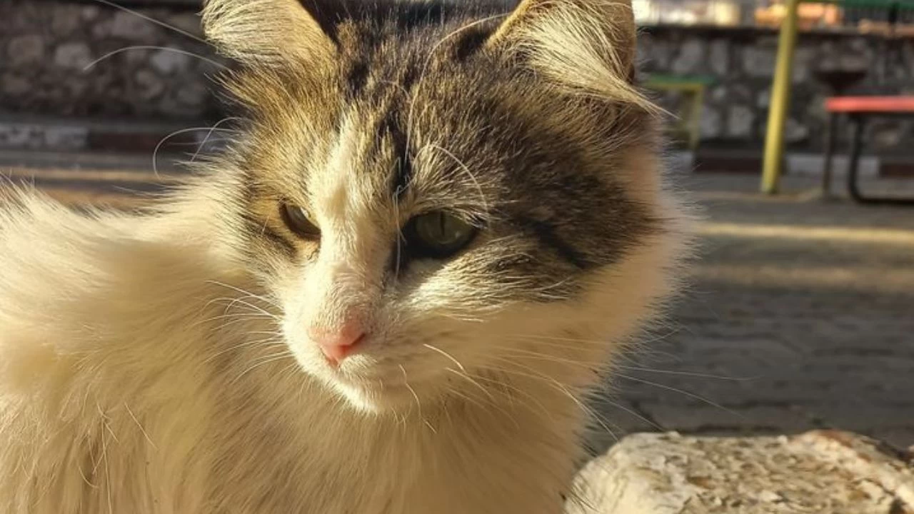 Kocaeli’de Sokak Hayvanları Ölüm Sırrı! Otopsi Raporu Açıklandı