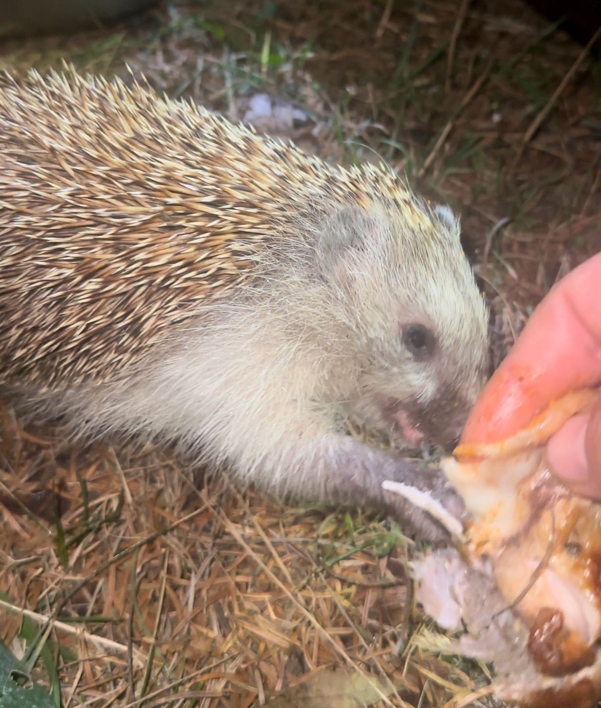 kirpiyi-kizarmis-tavukla-besledi