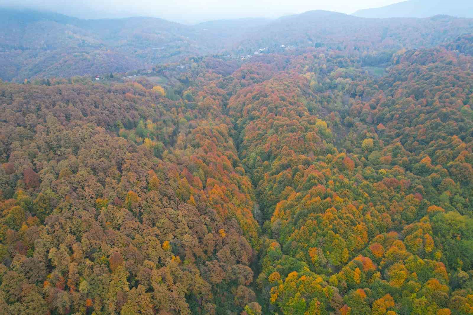 sonbahar-geldi-ormanlar-tabloya-dondu