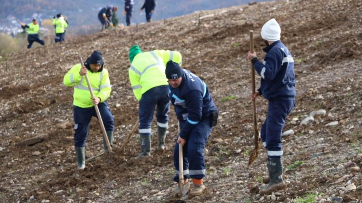 Kocaeli’de 4 Bin Ağaç Toprakla Buluşturuluyor! Daha Yeşil Bir Kocaeli Hedefleniyor