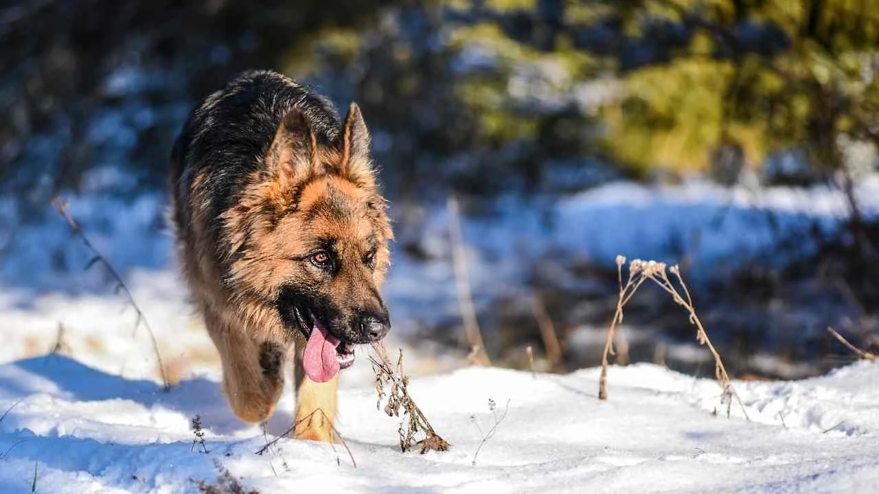 Umuttepe'de köpek sorunu: Vatandaşlar şkayetçi