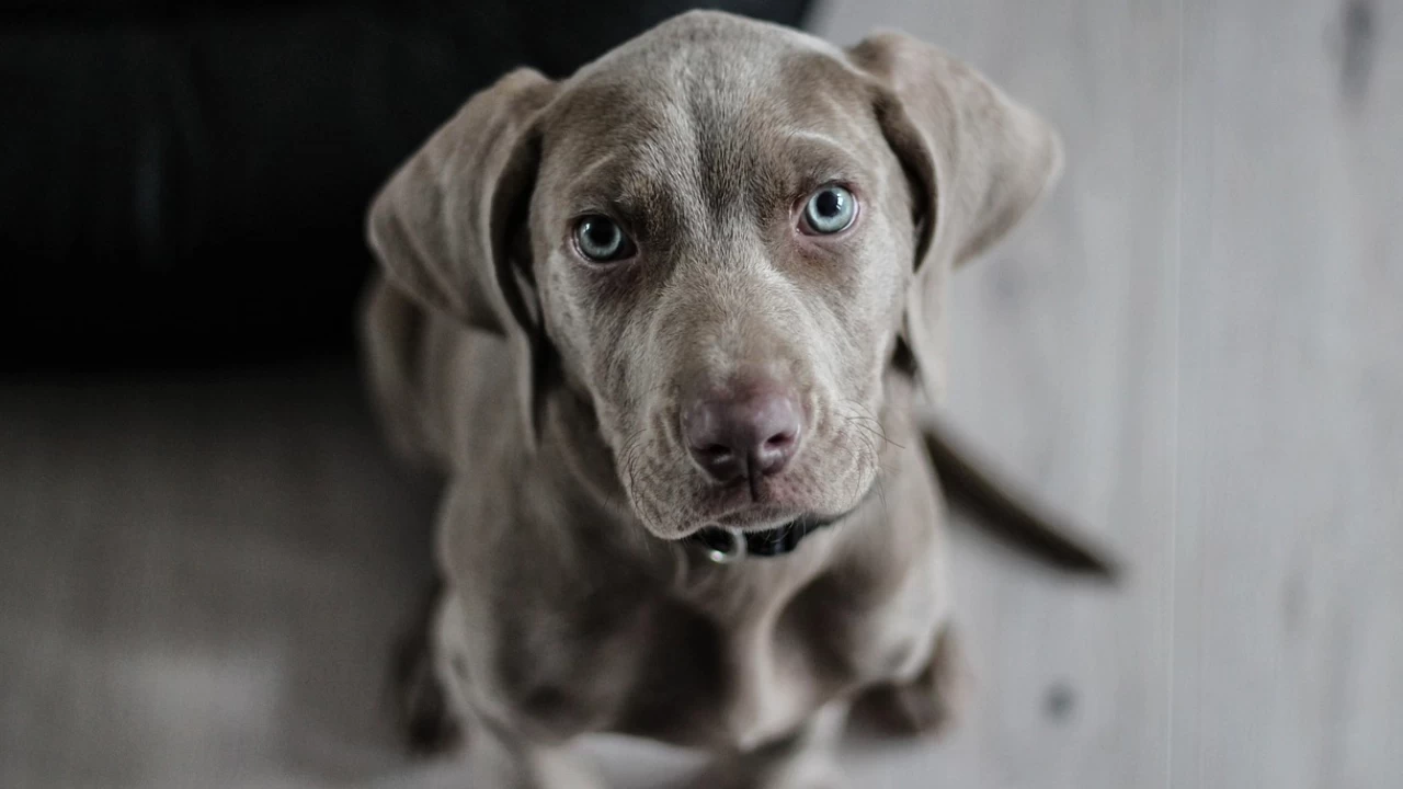 Rüyada Köpek Görmek Ne Anlama Gelir?