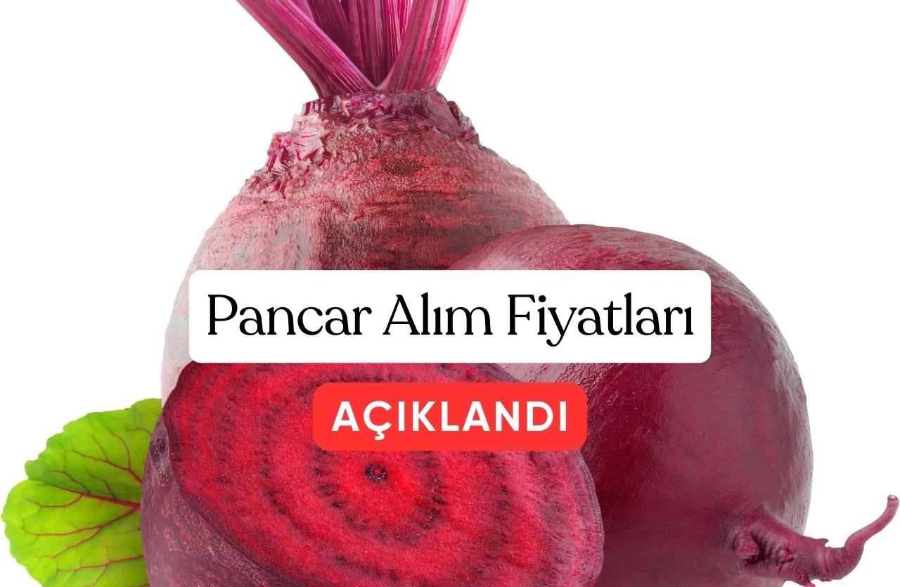 Şeker Pancarı Alım Fiyatları Açıklandı: Çiftçilere Müjdeli Haber