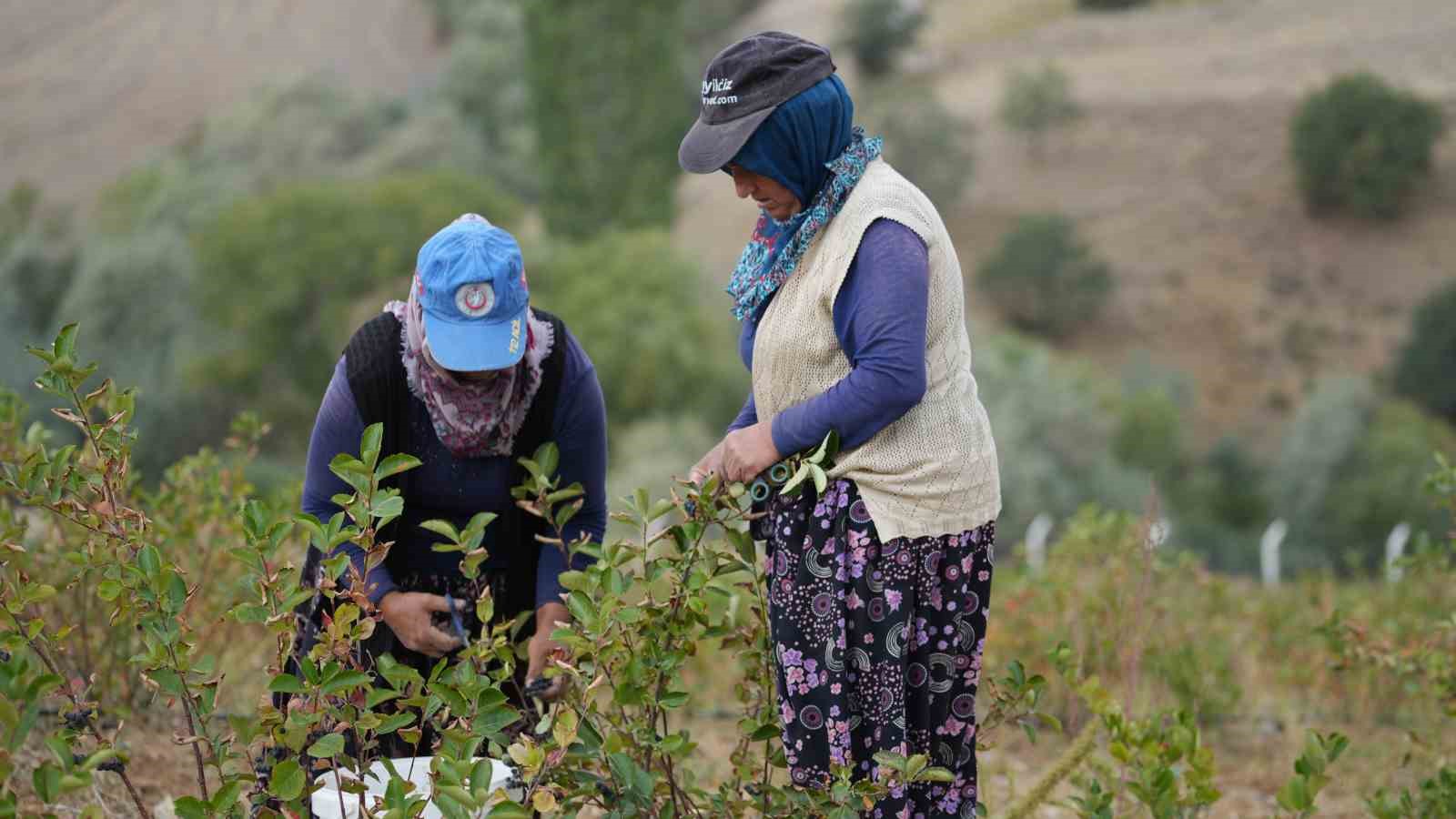 dunyada-super-meyve-olarak-biliniyor-ilk-hasadi-yapildi-kilosu-200-lira