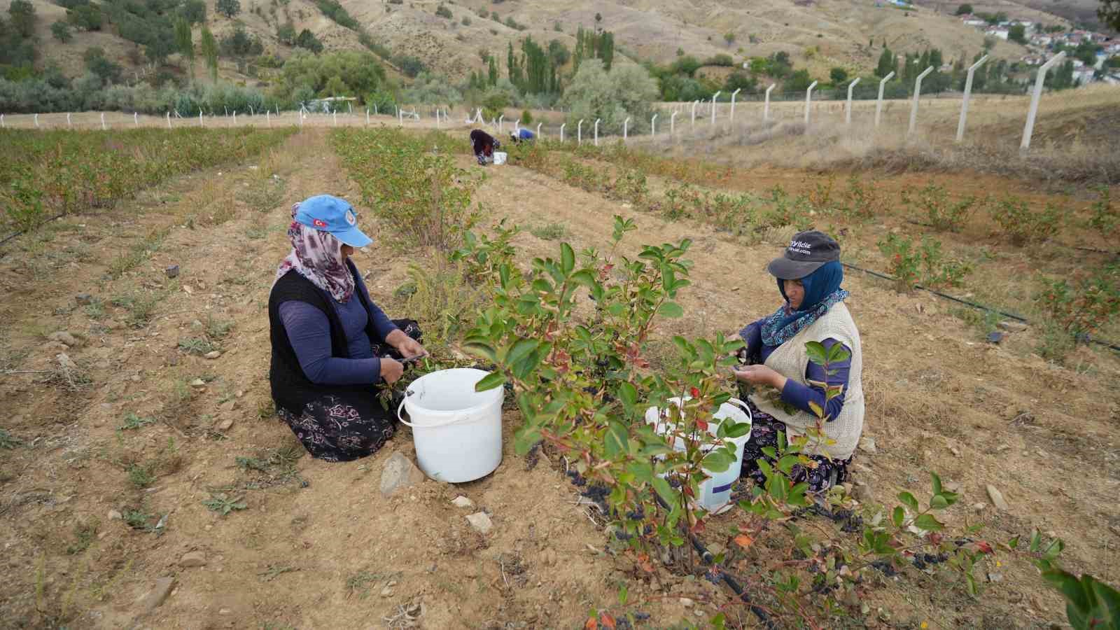 dunyada-super-meyve-olarak-biliniyor-ilk-hasadi-yapildi-kilosu-200-lira