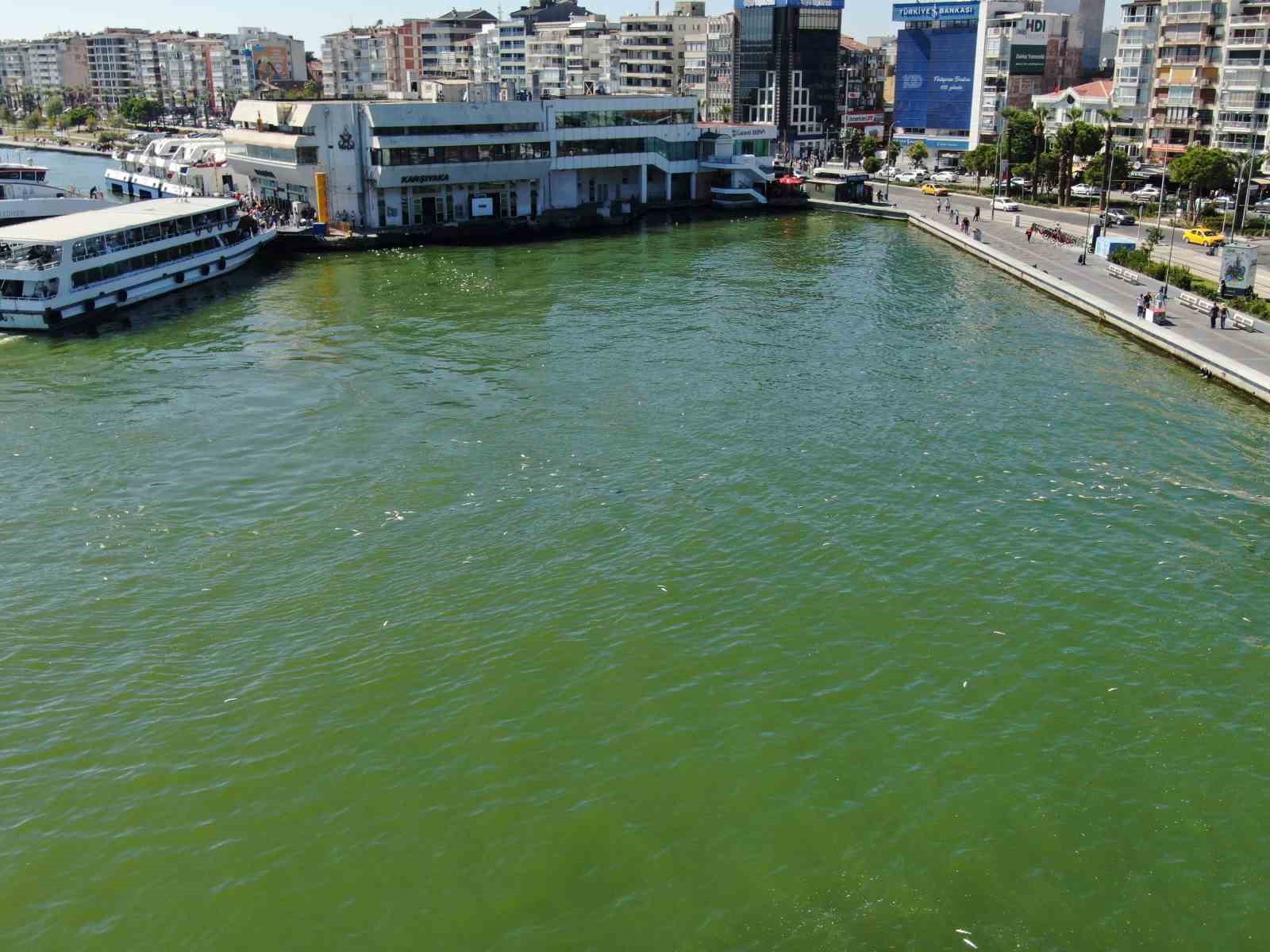 İzmir Körfezi'nde Endişe Veren Görüntü: Yeniden Binlerce Ölü Balık Tespit Edildi