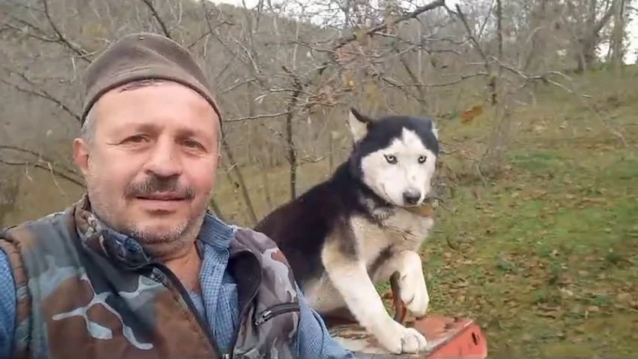 Sibirya kurdu traktör kullanırken görüntülendi