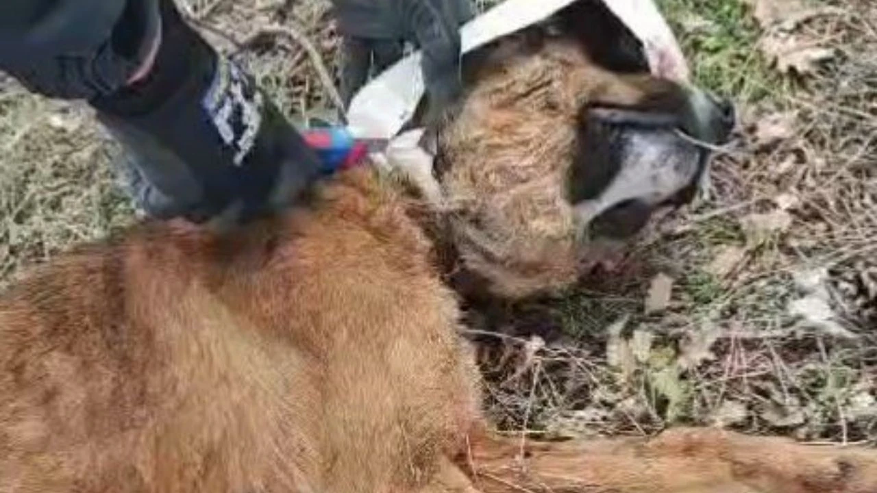 Bolu'da kafasına plastik bidon sıkışan köpek kurtarıldı